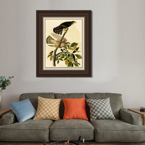INVIN ART Framed Canvas Art Giclee Print Pigeon Hawk by John James Audubon Living Room Home Office Wall Art Decorations