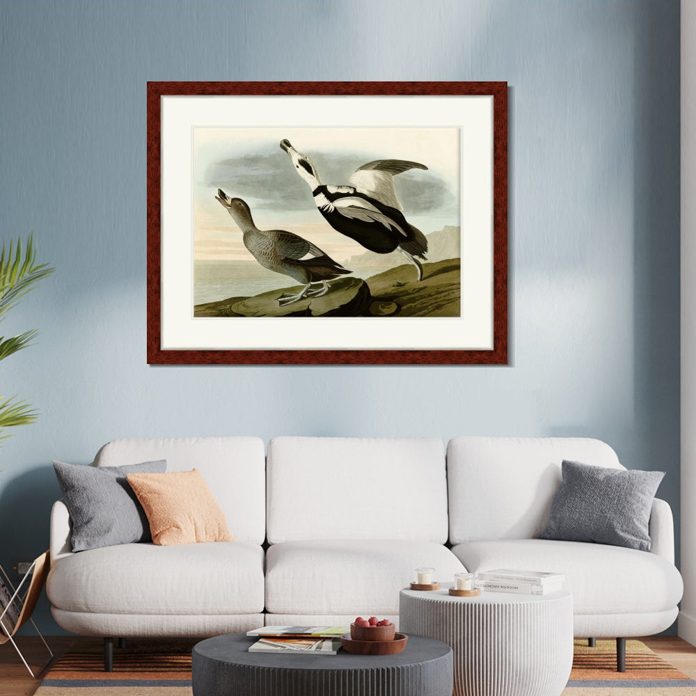 INVIN ART Framed Canvas Art Giclee Print Pied Duck Jay by John James Audubon  Home Office Wall Art Decorations