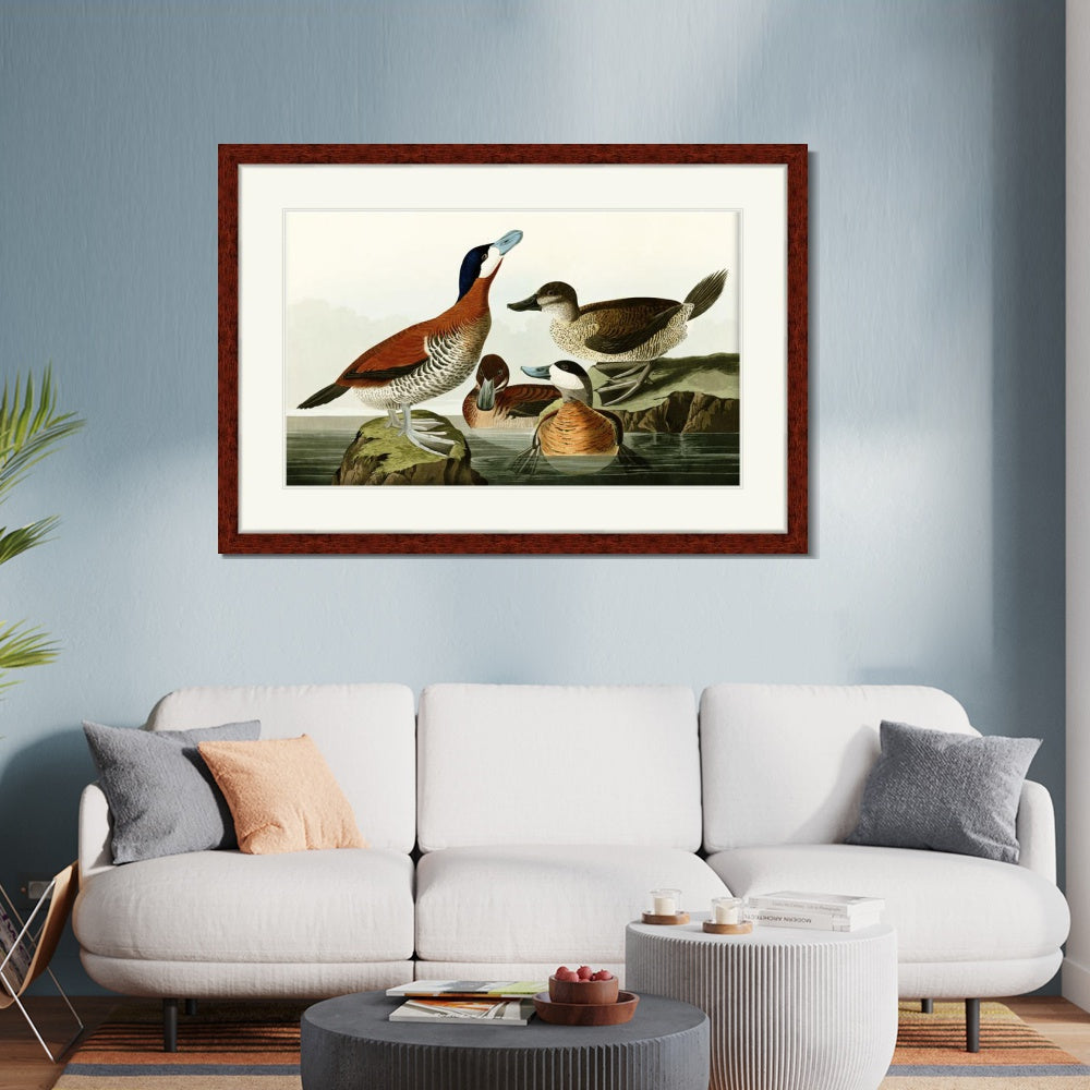 INVIN ART Framed Canvas Art Giclee Print Ruddy Duck by John James Audubon  Home Office Wall Art Decorations