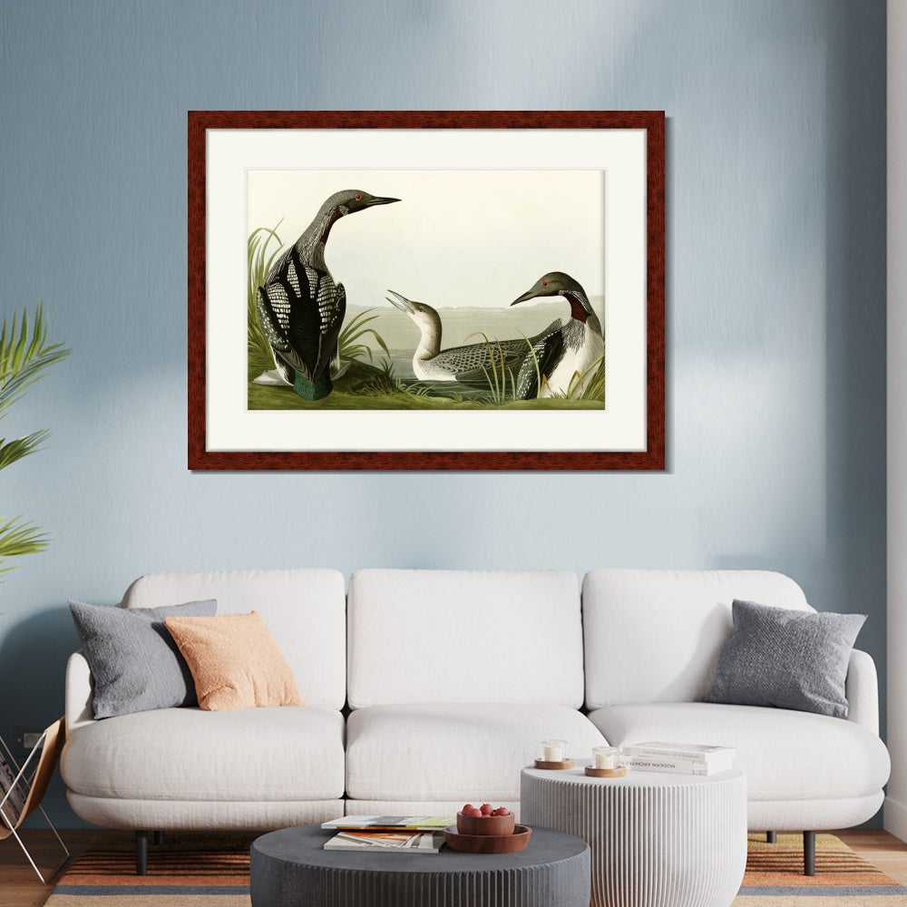 INVIN ART Framed Canvas Art Giclee Print Black Throated Diver by John James Audubon  Home Office Wall Art Decorations