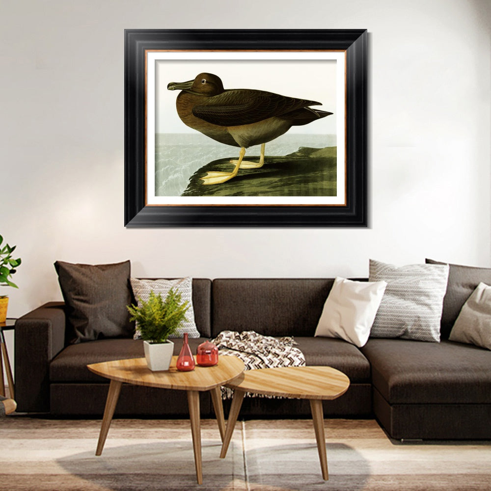INVIN ART Framed Canvas Art Giclee Print Dusky Albatros by John James Audubon  Home Office Wall Art Decorations