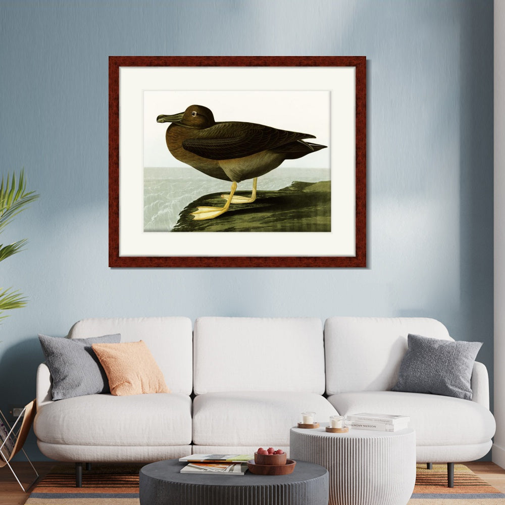 INVIN ART Framed Canvas Art Giclee Print Dusky Albatros by John James Audubon  Home Office Wall Art Decorations