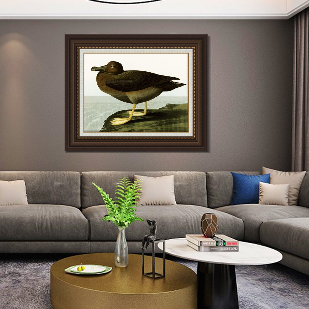 INVIN ART Framed Canvas Art Giclee Print Dusky Albatros by John James Audubon  Home Office Wall Art Decorations