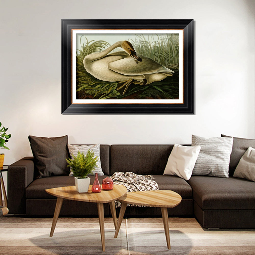 INVIN ART Framed Canvas Art Giclee Print Trumpeter Swan by John James Audubon  Home Office Wall Art Decorations