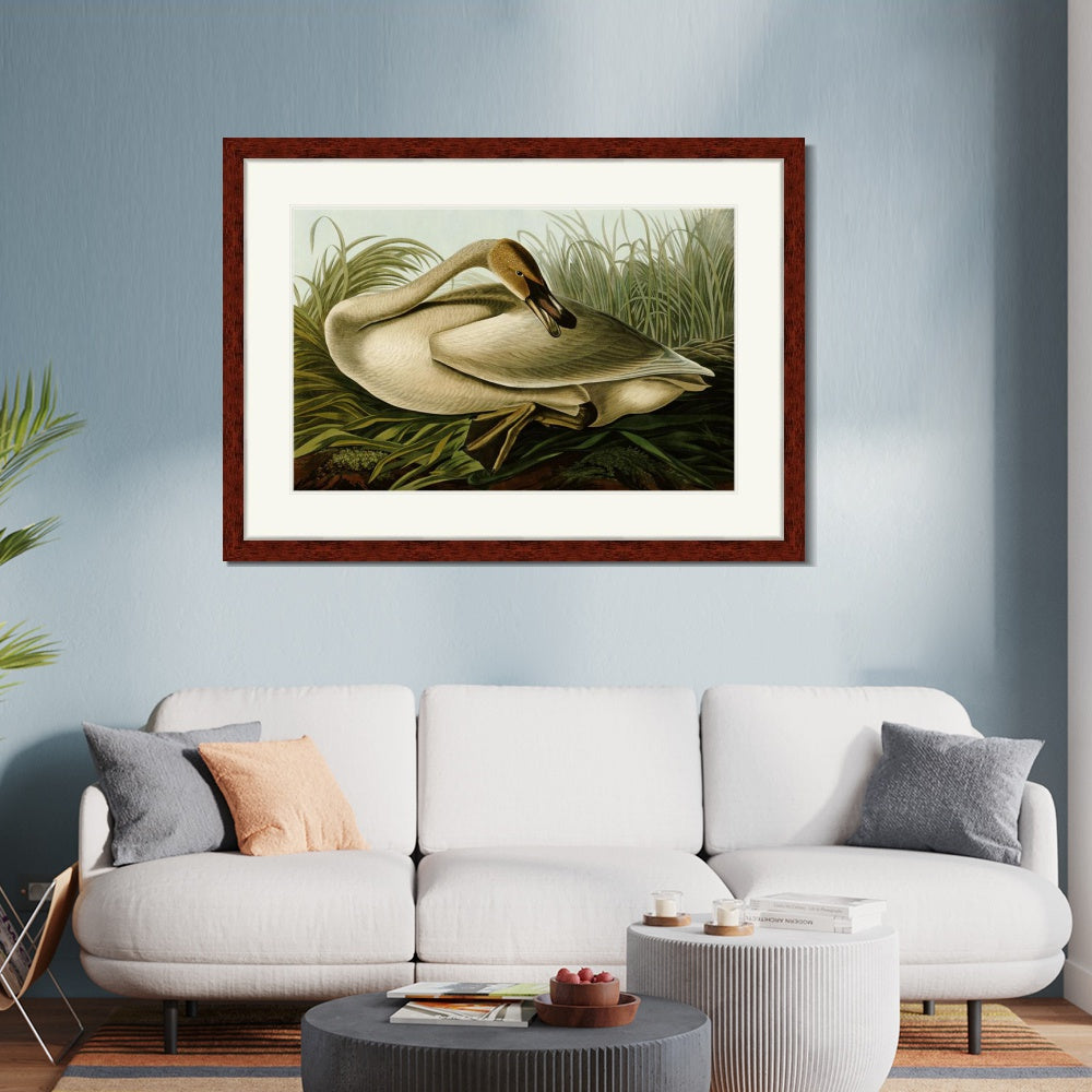 INVIN ART Framed Canvas Art Giclee Print Trumpeter Swan by John James Audubon  Home Office Wall Art Decorations