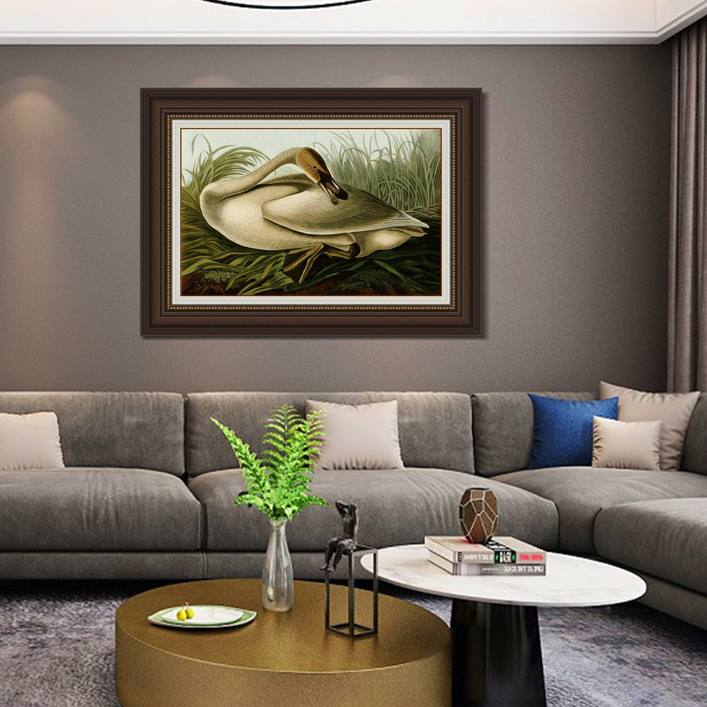 INVIN ART Framed Canvas Art Giclee Print Trumpeter Swan by John James Audubon  Home Office Wall Art Decorations
