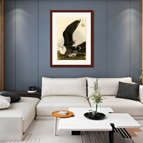 INVIN ART Framed Canvas Art Giclee Print Black Backed Gull by John James Audubon Living Room Home Office Wall Art Decorations