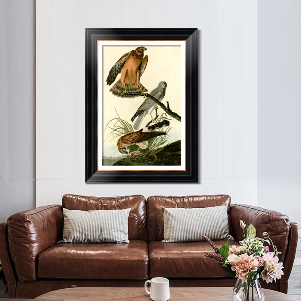INVIN ART Framed Canvas Art Giclee Print Marsh Hawk by John James Audubon  Home Office Wall Art Decorations