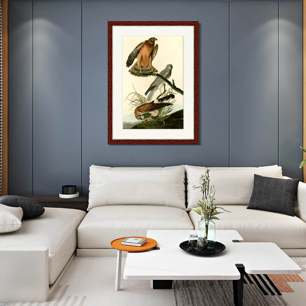 INVIN ART Framed Canvas Art Giclee Print Marsh Hawk by John James Audubon  Home Office Wall Art Decorations