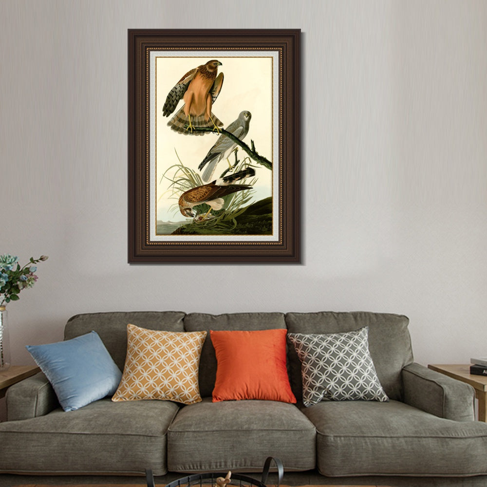 INVIN ART Framed Canvas Art Giclee Print Marsh Hawk by John James Audubon  Home Office Wall Art Decorations