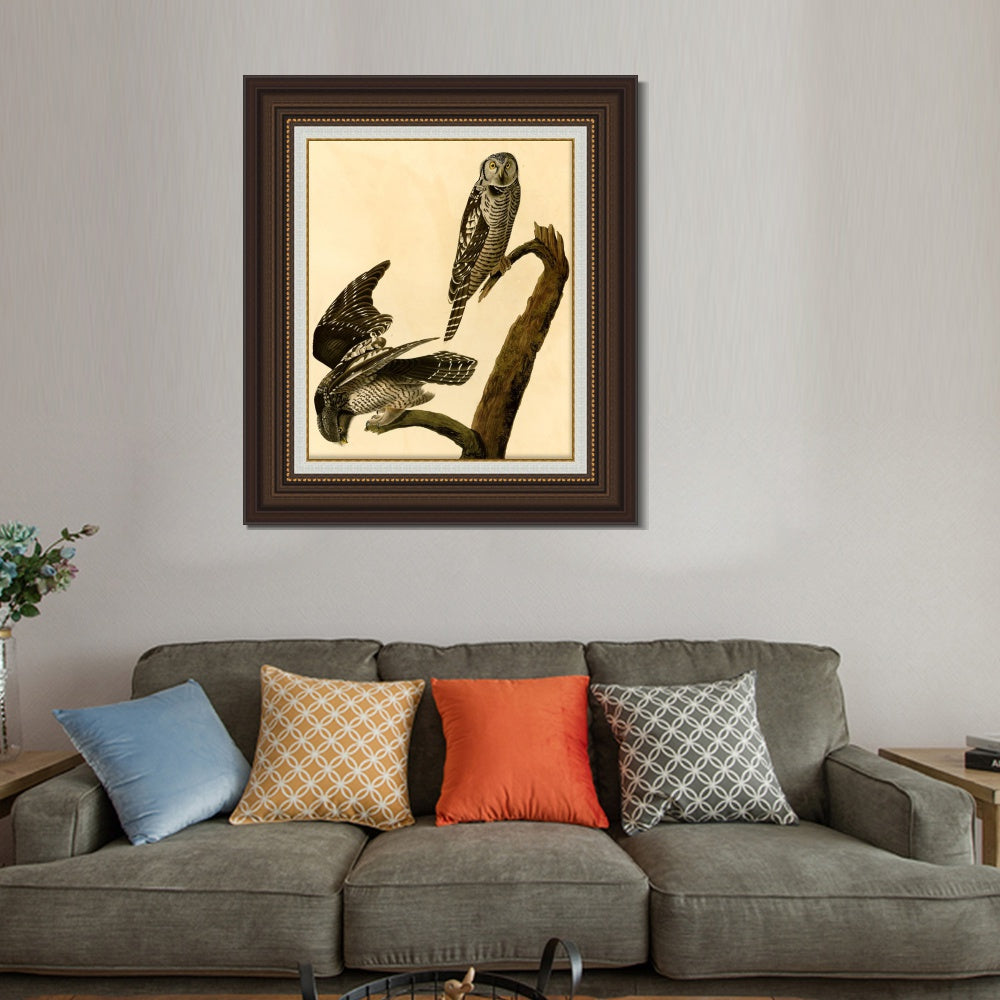 INVIN ART Framed Canvas Art Giclee Print Hawk Owl by John James Audubon  Home Office Wall Art Decorations