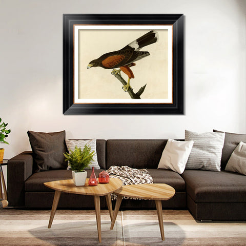 INVIN ART Framed Canvas Art Giclee Print Louisiana Hawk by John James Audubon Living Room Home Office Wall Art Decorations
