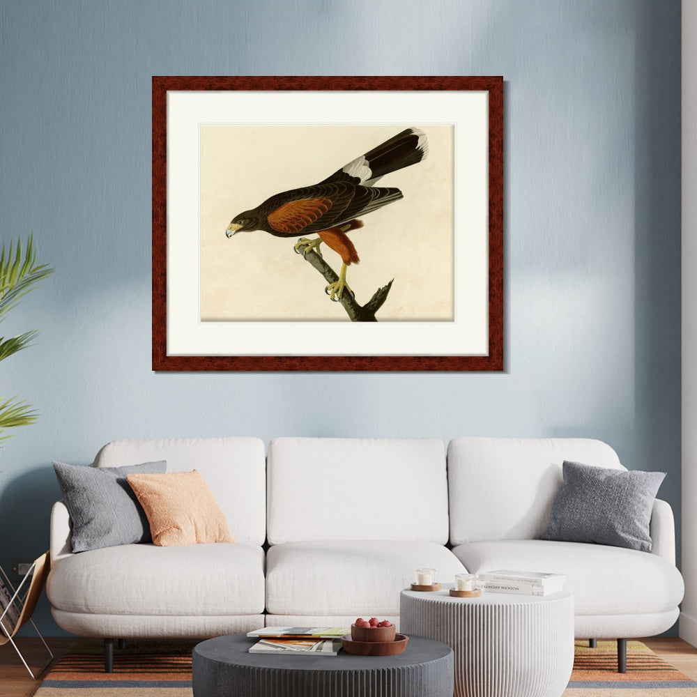 INVIN ART Framed Canvas Art Giclee Print Louisiana Hawk by John James Audubon  Home Office Wall Art Decorations