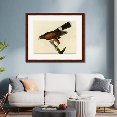 INVIN ART Framed Canvas Art Giclee Print Louisiana Hawk by John James Audubon Living Room Home Office Wall Art Decorations