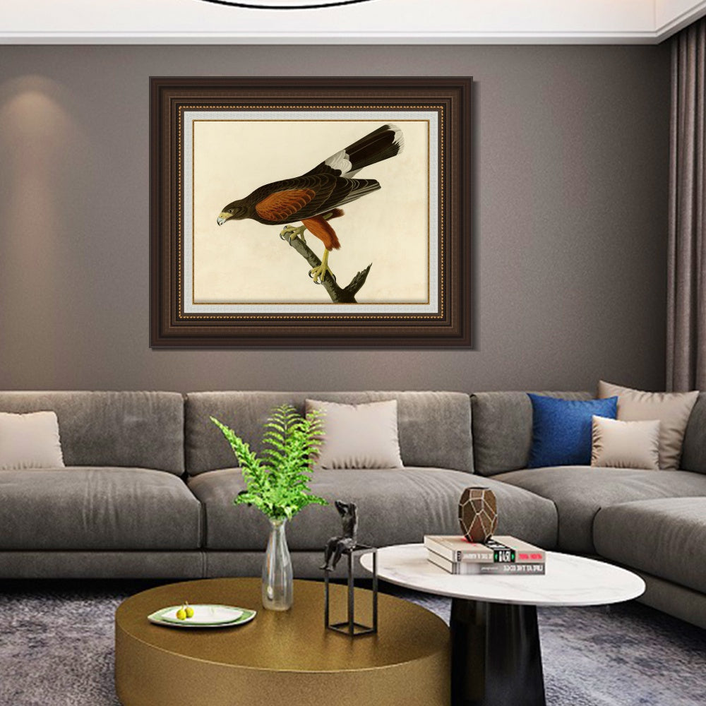 INVIN ART Framed Canvas Art Giclee Print Louisiana Hawk by John James Audubon  Home Office Wall Art Decorations