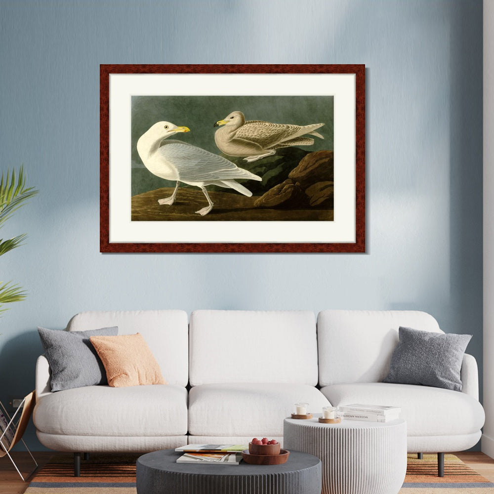 INVIN ART Framed Canvas Art Giclee Print Burgomaster Gull by John James Audubon  Home Office Wall Art Decorations