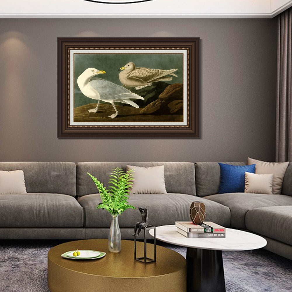 INVIN ART Framed Canvas Art Giclee Print Burgomaster Gull by John James Audubon  Home Office Wall Art Decorations