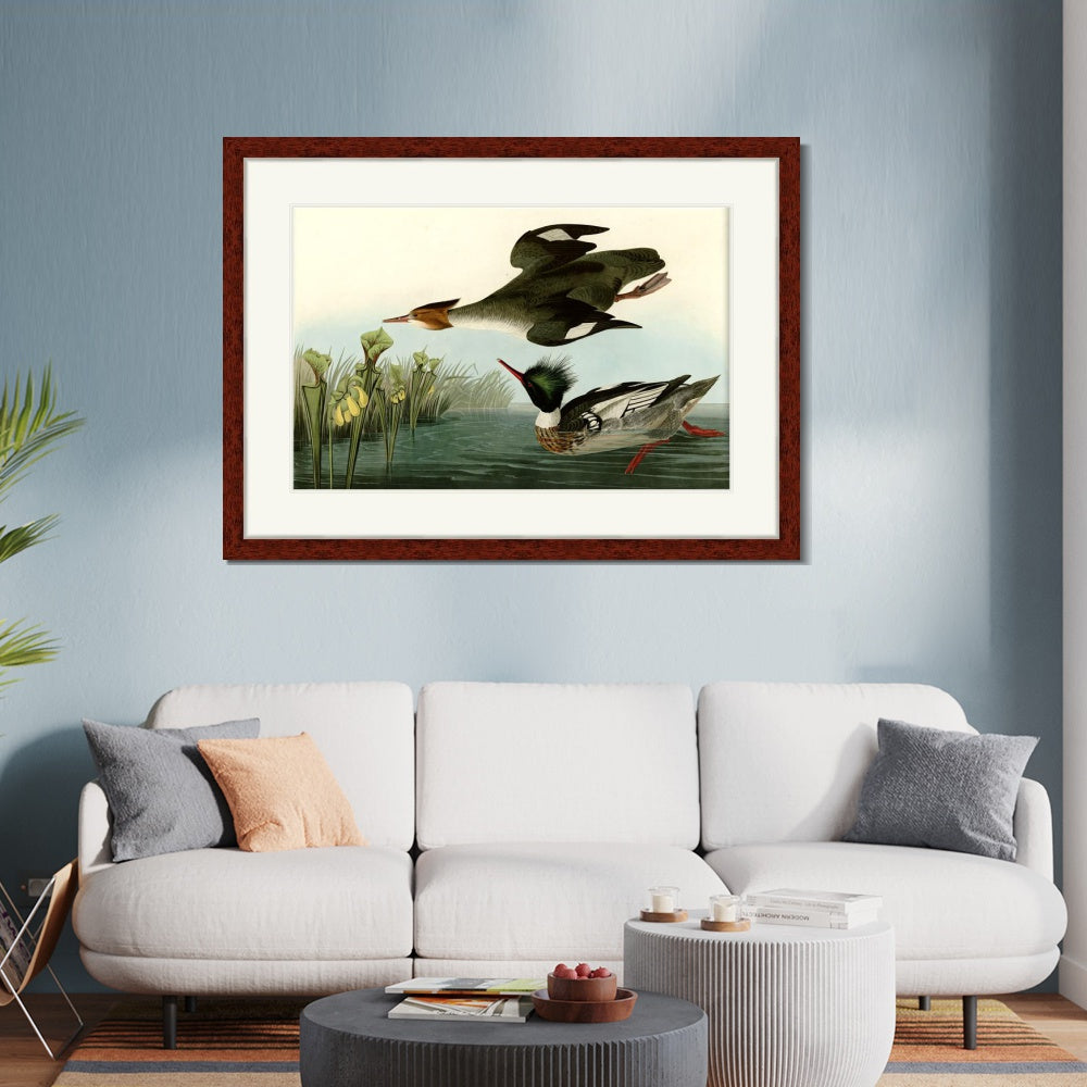 INVIN ART Framed Canvas Art Giclee Print Red breasted Merganser by John James Audubon  Home Office Wall Art Decorations