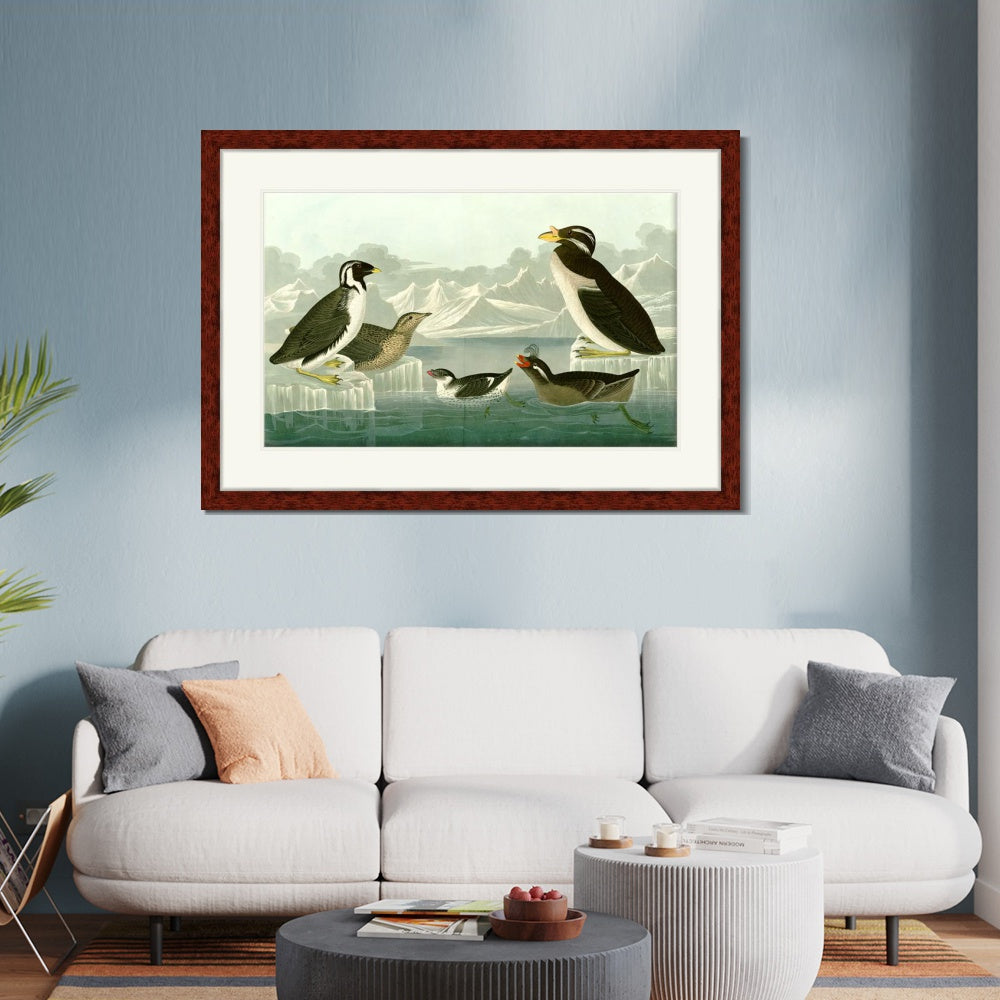 INVIN ART Framed Canvas Art Giclee Print Nobbed billed Auk by John James Audubon  Home Office Wall Art Decorations