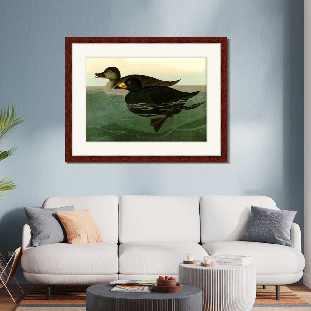 INVIN ART Framed Canvas Art Giclee Print American Scoter Duck by John James Audubon  Home Office Wall Art Decorations