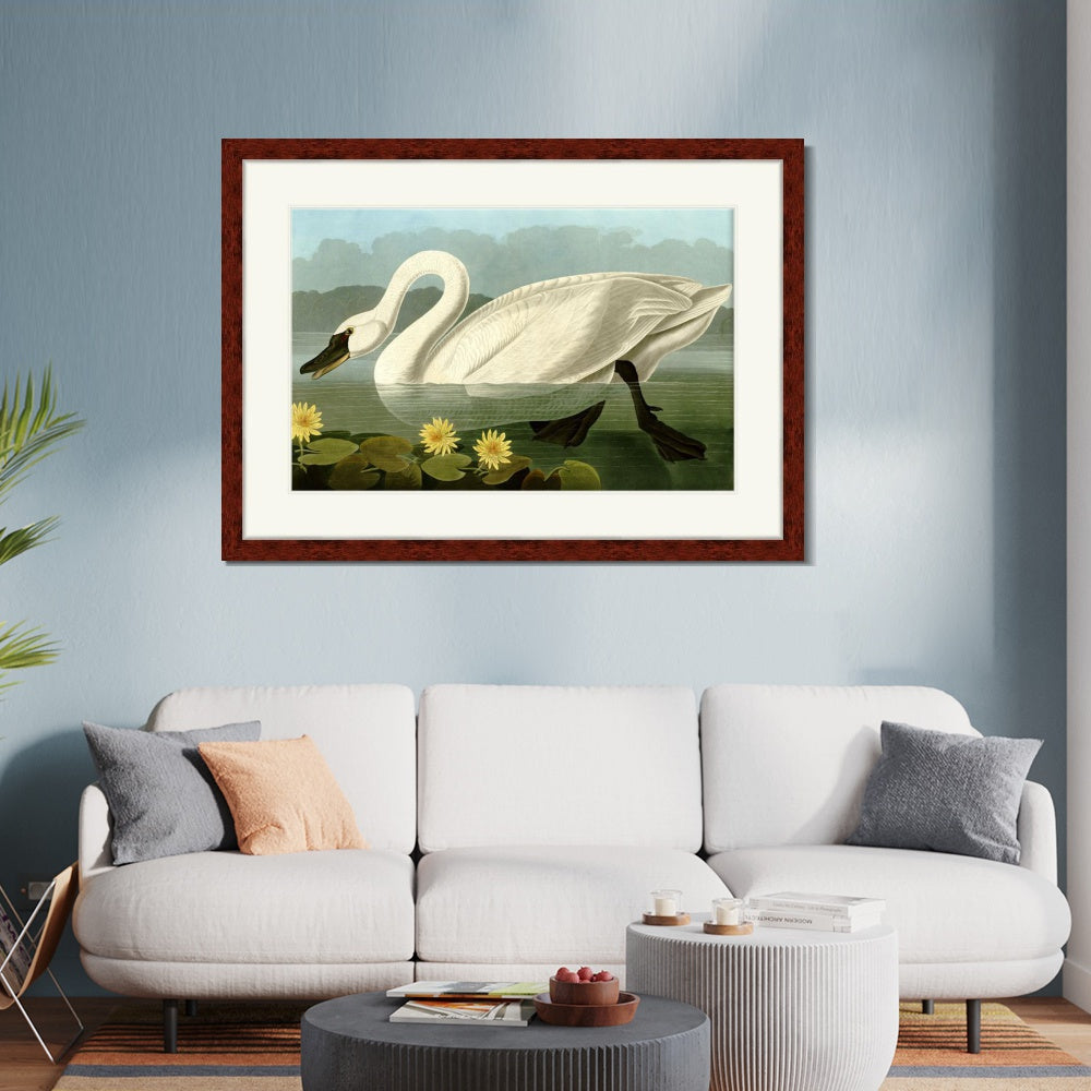 INVIN ART Framed Canvas Art Giclee Print Common American Swan by John James Audubon  Home Office Wall Art Decorations