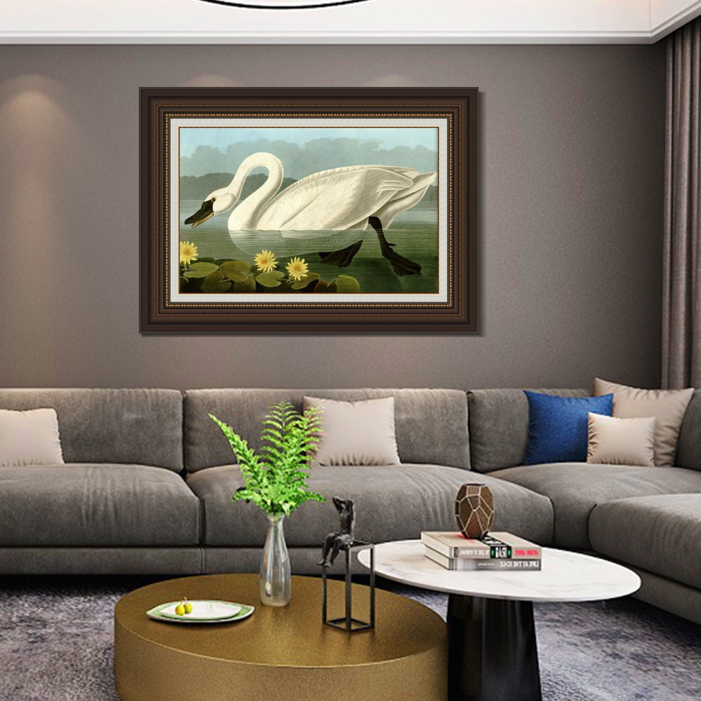 INVIN ART Framed Canvas Art Giclee Print Common American Swan by John James Audubon  Home Office Wall Art Decorations