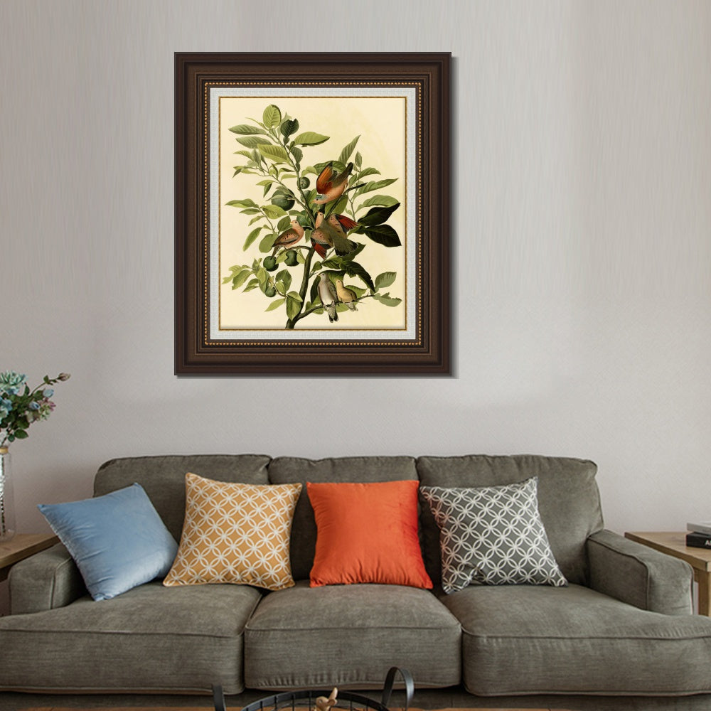 INVIN ART Framed Canvas Art Giclee Print Ground Dove by John James Audubon  Home Office Wall Art Decorations