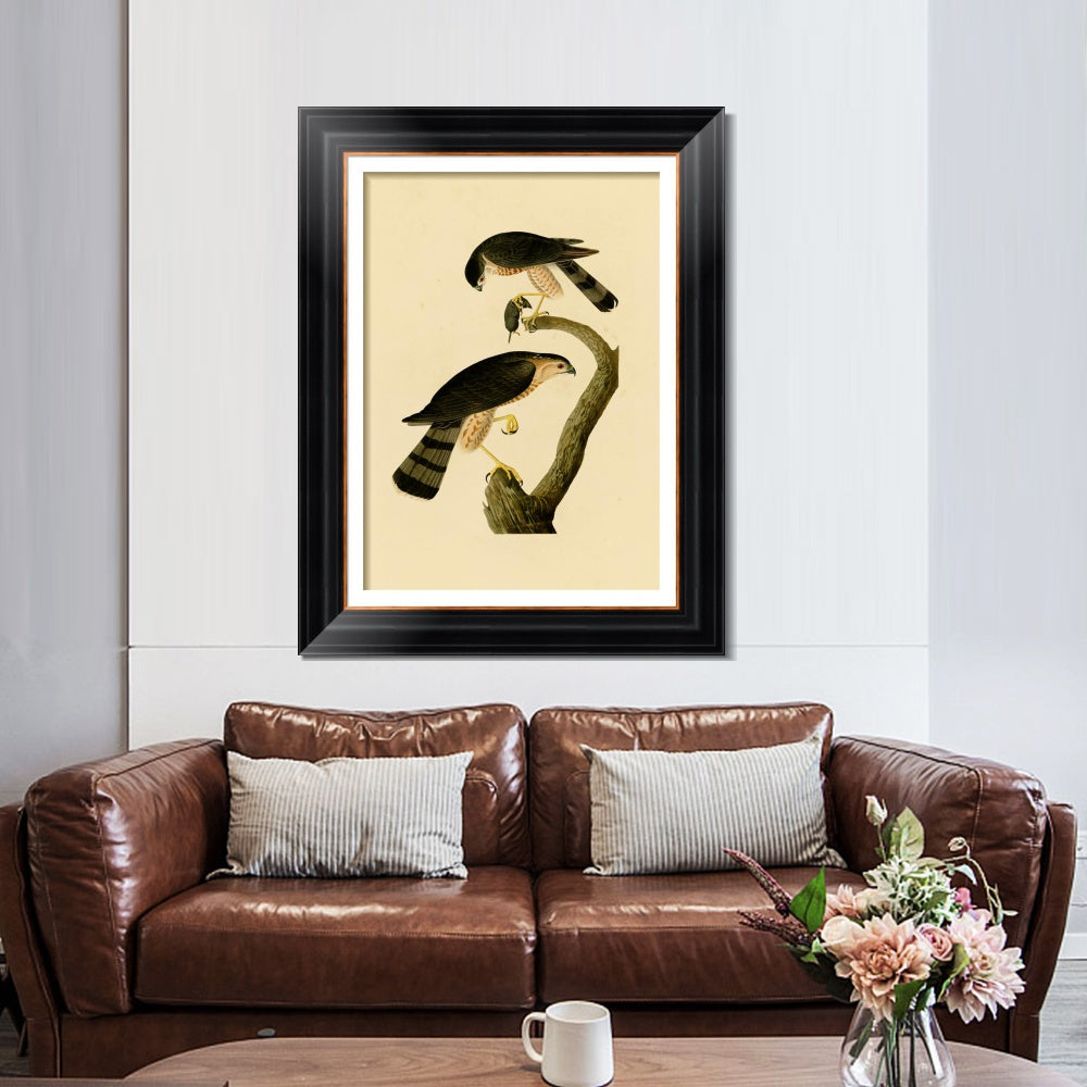 INVIN ART Framed Canvas Art Giclee Print Sharp shinned Hawk by John James Audubon  Home Office Wall Art Decorations