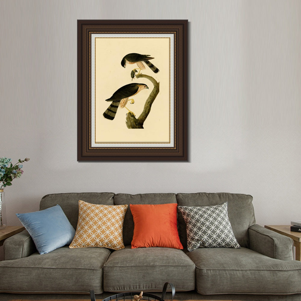 INVIN ART Framed Canvas Art Giclee Print Sharp shinned Hawk by John James Audubon  Home Office Wall Art Decorations