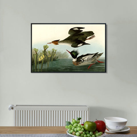 INVIN ART Framed Canvas Giclee Print Red breasted Merganser by John James Audubon Wall Art Living Room Home Office Decorations