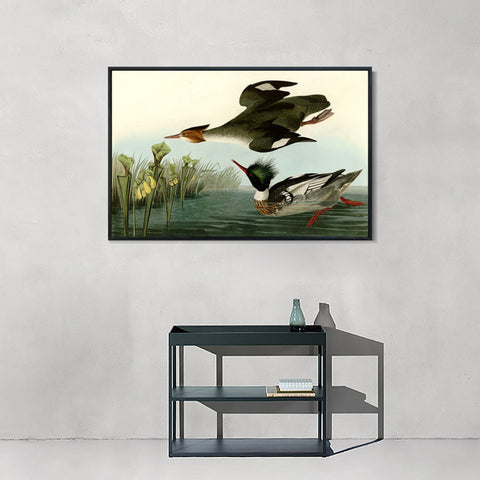 INVIN ART Framed Canvas Giclee Print Red breasted Merganser by John James Audubon Wall Art Living Room Home Office Decorations