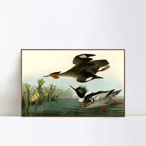INVIN ART Framed Canvas Giclee Print Red breasted Merganser by John James Audubon Wall Art Living Room Home Office Decorations