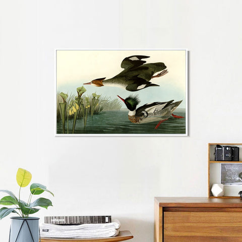 INVIN ART Framed Canvas Giclee Print Red breasted Merganser by John James Audubon Wall Art Living Room Home Office Decorations