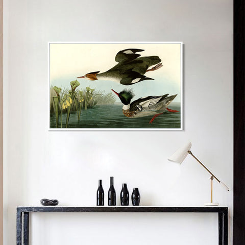 INVIN ART Framed Canvas Giclee Print Red breasted Merganser by John James Audubon Wall Art Living Room Home Office Decorations