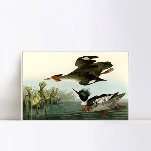 INVIN ART Framed Canvas Giclee Print Red breasted Merganser by John James Audubon Wall Art Living Room Home Office Decorations