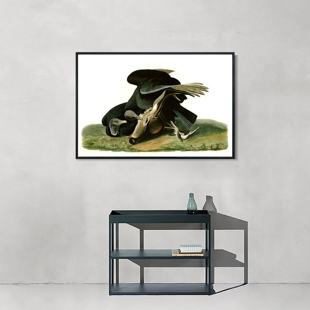 INVIN ART Framed Canvas Giclee Print Black_Vulture_or_Carrion_Crow by John James Audubon Wall Art Living Room Home Office Decorations