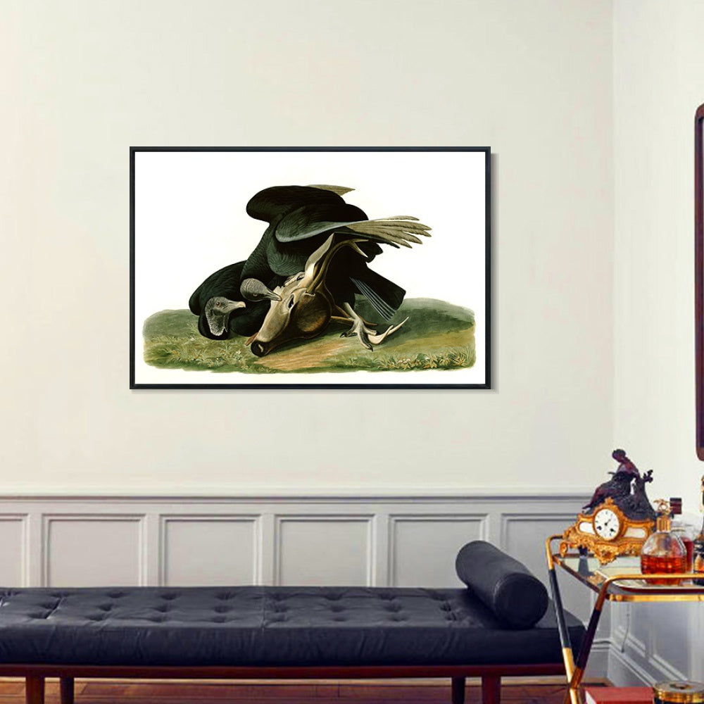 INVIN ART Framed Canvas Giclee Print Black_Vulture_or_Carrion_Crow by John James Audubon Wall Art Living Room Home Office Decorations