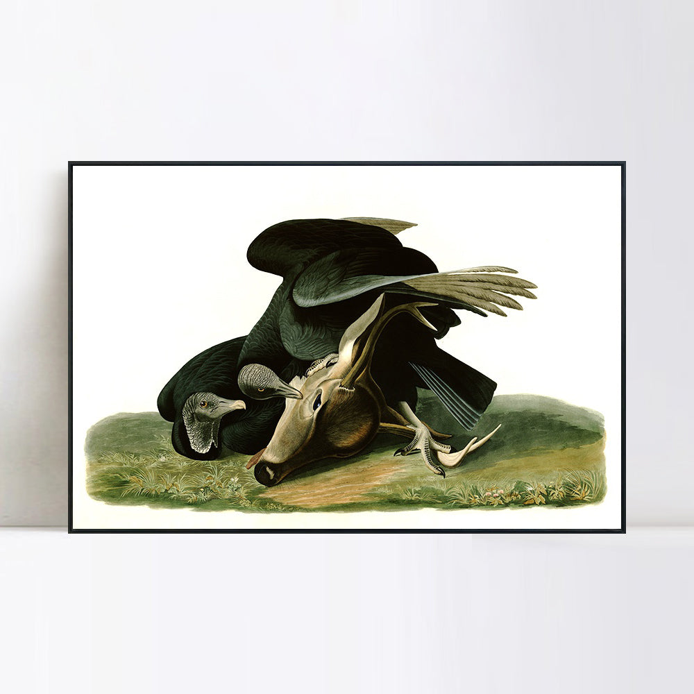 INVIN ART Framed Canvas Giclee Print Black_Vulture_or_Carrion_Crow by John James Audubon Wall Art Living Room Home Office Decorations