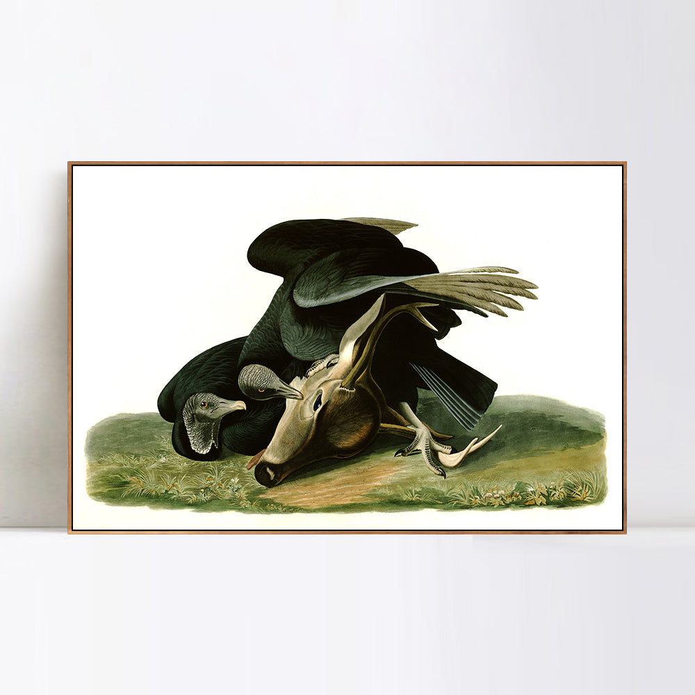 INVIN ART Framed Canvas Giclee Print Black_Vulture_or_Carrion_Crow by John James Audubon Wall Art Living Room Home Office Decorations