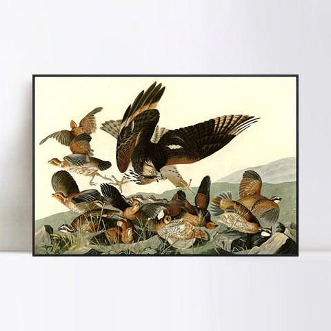 INVIN ART Framed Canvas Giclee Print Virginian_Partridge by John James Audubon Wall Art Living Room Home Office Decorations