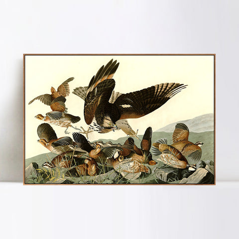 INVIN ART Framed Canvas Giclee Print Virginian_Partridge by John James Audubon Wall Art Living Room Home Office Decorations
