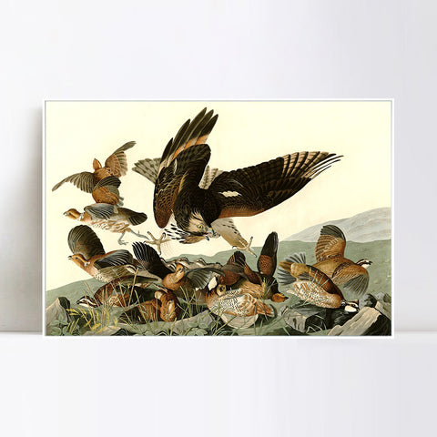 INVIN ART Framed Canvas Giclee Print Virginian_Partridge by John James Audubon Wall Art Living Room Home Office Decorations