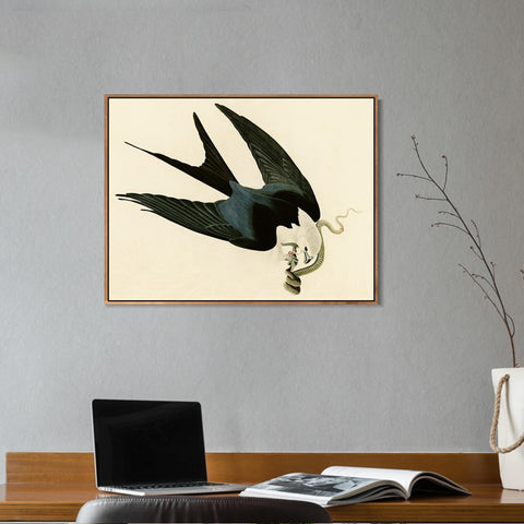 INVIN ART Framed Canvas Giclee Print Swallow-tailed_Hawk by John James Audubon Wall Art Living Room Home Office Decorations