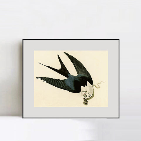 INVIN ART Metal Framed Canvas Giclee Print Swallow-tailed_Hawk by John James Audubon Wall Art Living Room Home Office Decorations