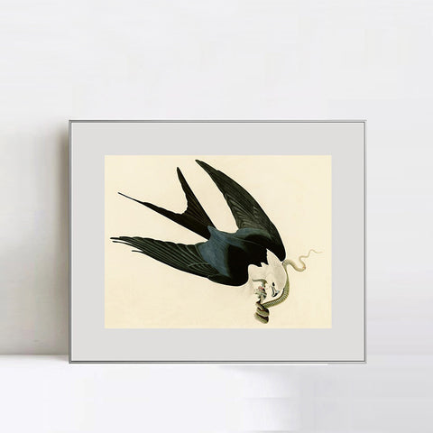 INVIN ART Metal Framed Canvas Giclee Print Swallow-tailed_Hawk by John James Audubon Wall Art Living Room Home Office Decorations