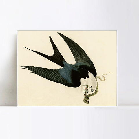 INVIN ART Framed Canvas Giclee Print Swallow-tailed_Hawk by John James Audubon Wall Art Living Room Home Office Decorations