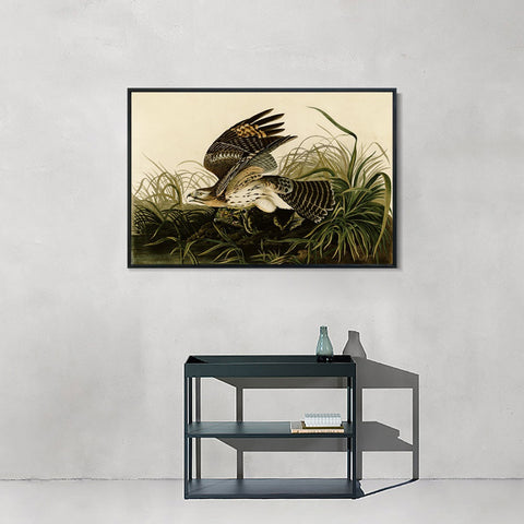 INVIN ART Framed Canvas Giclee Print Winter_Hawk by John James Audubon Wall Art Living Room Home Office Decorations