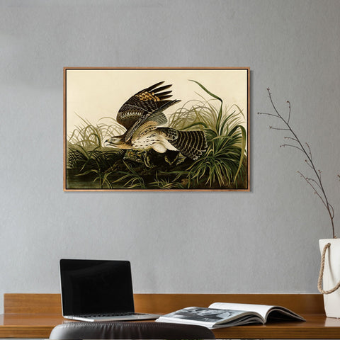 INVIN ART Framed Canvas Giclee Print Winter_Hawk by John James Audubon Wall Art Living Room Home Office Decorations