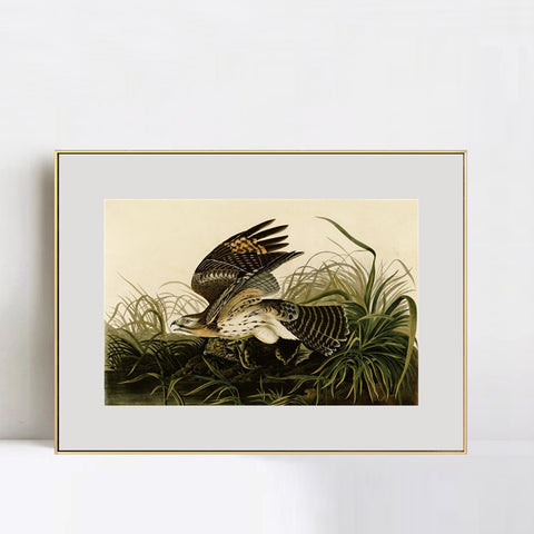 INVIN ART Metal Framed Canvas Giclee Print Winter_Hawk by John James Audubon Wall Art Living Room Home Office Decorations