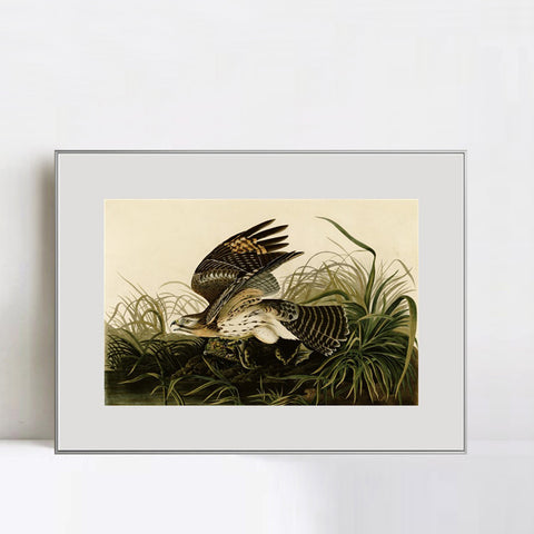 INVIN ART Metal Framed Canvas Giclee Print Winter_Hawk by John James Audubon Wall Art Living Room Home Office Decorations